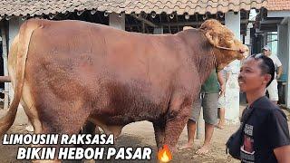 SAPI POSTUR RAKSASA PALING BESAR BUKA HARGA FANTASTIS MILIK MAS UNTUNG