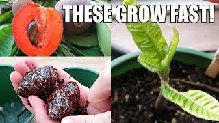 Growing Mamey Sapote From Seed  0 - 77 Days