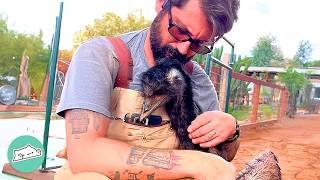 Emu Thinks Man Is Her Boyfriend. Shell Do Anything To Get A Pet  Cuddle Buddies