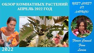 ОБЗОР КОМНАТНЫХ РАСТЕНИЙ АПРЕЛЬ 2022