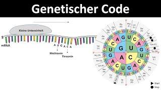 Genetischer Code  Code Sonne Eigenschaften - DNA in Aminosäuren übersetzen Genetik Oberstufe