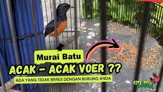 SOLUSI ‼️ MURAI BATU ACAK-ACAK VOER