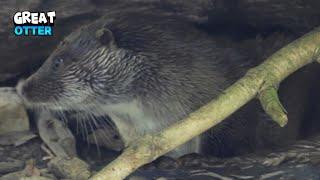 Impressive Beauty Of an Otter Relaxing