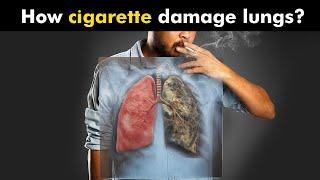 How Cigarettes Smoking Damages Lungs? UrduHindi