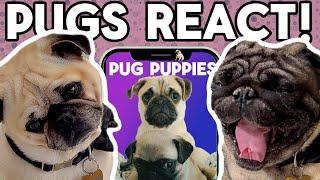 Cute Pugs React to Their Own Puppy Videos Adorable