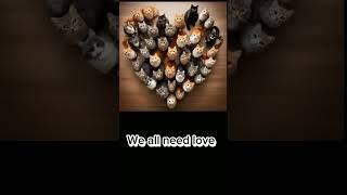 We all need love cute cats