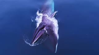 Whale Documentary 2021 A Year in my Life 2