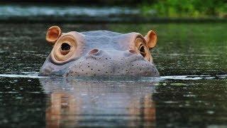 The Beauty Regime of Hippos  Spy In The Wild  BBC Earth