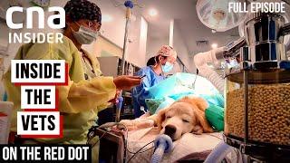 Meet The Vets Inside The Veterinary  On The Red Dot  At The Vets - Part 1  Full Episode