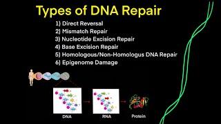 DNA Mutations & DNA Repair EVERY TYPE OF DNA REPAIR YOU NEED TO KNOW FOR MCAT BIOLOGY GENETICS