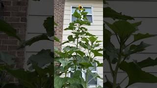 Self Seeded Sunflower  #sunflowers  #homegrown #sunflower #gardening #flowers #ytshorts #summer