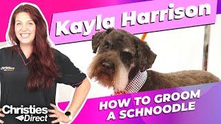 Kayla Harrison How to Groom a Schnoodle in a Schnauzer style