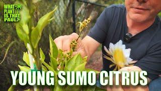 REMOVE the FRUIT of YOUR YOUNG CITRUS to PROMOTE GROWTH  SUMO CITRUS