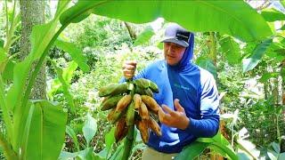 Harvesting Bananas  Everything You Need To Know To Grow Your Own Fruit