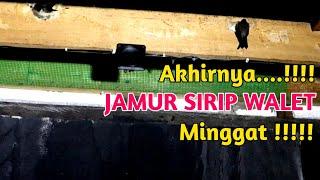 Hasil Uji Coba Kedua Membasmi Jamur Papan Sirip Walet