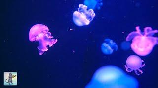 Soothing Jellyfish Aquarium  Relaxing Music for Sleep Study Meditation & Yoga