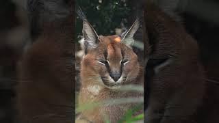 Relaxing time with Griffin the Caracal  #caracal #relax #cats #chilltime