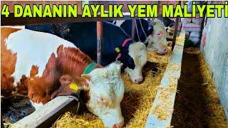 4 ADET BESİ DANASI 1 AYDA KAÇ PARA KAZANDIRIYOR1 AYLIK YEM MALİYETİ HESAPLAMA