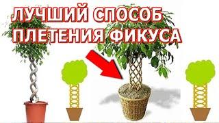 Плетение фикуса бенджамина. Как плести фикус косичкой. Плетение фикуса в домашних условиях.