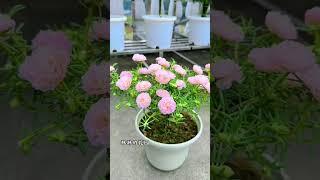 Very very beautiful portulaca flower in pot #shortvideo #howtogrowportulaca #gardenflower #flowers