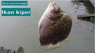 RAHASIA MANCING IKAN KIPER DAPAT BANYAK