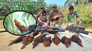 BERBURU AYAM HUTAN SAWIT Part 32  Khusus Ayam Jantan