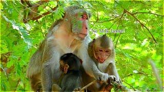 Mom Jane Reject Janna Request Milk  Monkey Janna Jealous With Little Jody