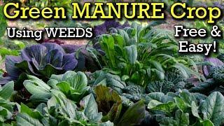 How to Grow a Green Manure Crop From Weeds to Enrich Your Organic Garden Bed