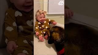 Baby giggles uncontrollably as dog licks her feet