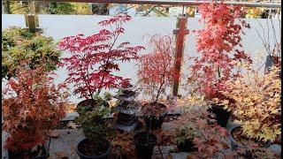 Japanese Maples - Fall Colors 22 On My Balcony