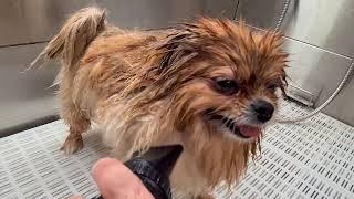 Pomeranian BATH AND GROOMING.