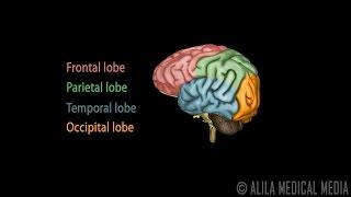 Dasar-dasar Neuroscience Otak Manusia Anatomi dan Lateralisasi Fungsi Otak 3D Animation.