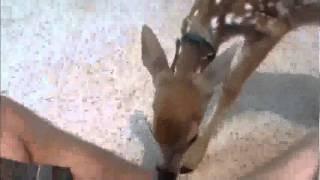 Baby deer pet - fawn bites my leg going for food