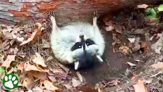 Feisty raccoon stuck under a tree