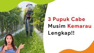 3 Pupuk Cabe Musim Kemarau Lengkap Kokoh di Cuaca Panas