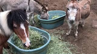 Morning feeding time