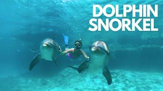 Dolphin Snorkel - Dolphin Academy Curaçao