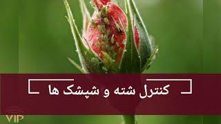 روش کنترل شپشک ها  شته ها را چگونه کنترل کنيم  how to control aphids  گل رز  کنترل امراض گل رز