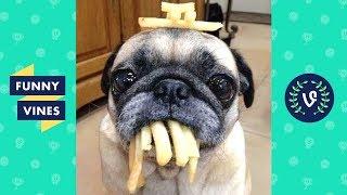 Adorable Pug Compilation - Cute Dog Videos  Funny Vines