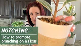 Notching A Ficus  How and when to promote branching on a rubber tree
