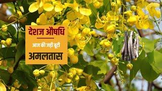 Indigenous medicine Todays herb - Amaltas. AKTU Digital Education #ayurveda