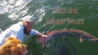 Minnesota State Record Muskie Story Catch and Release