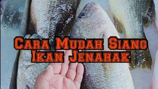 Cara Mudah Siang Ikan Jenahak