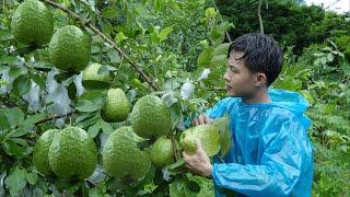 2 year living in forest Harvest big guava fruit to market sell . clean up newly purchased garden