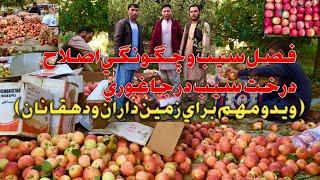 Jaghori Apple farm  فصل سيب و چگونگي اصلاح درخت سيب در  جاغوري ويدو مهم براي زمين داران و دهقانان