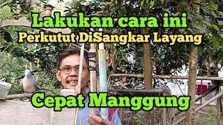 Lakukan cara ini agar perkutut diSangkar layang cepat gacor