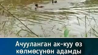 Ачууланган ак-куу оз колмосунон кууп чыкты