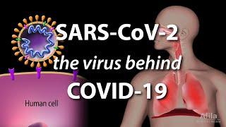 Understanding the Virus that Causes COVID-19 Animation