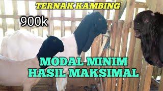 TERNAK KAMBING PEMULA MODAL MINIM UNTUNG MAKSIMAL