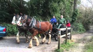 Sarah driving a pair of Clydesdale horses in rubber bits